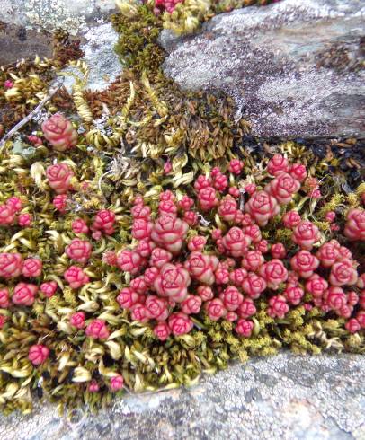 Fotografia de capa Sedum andegavense - do Jardim Botânico