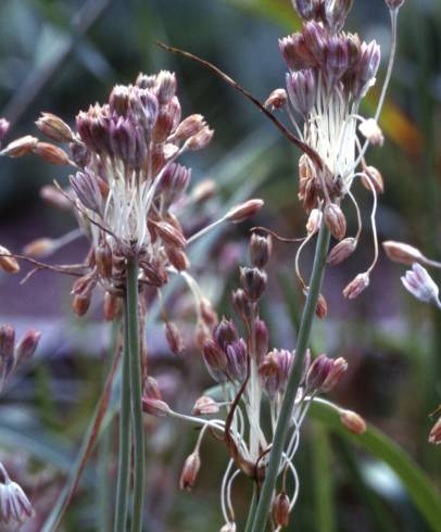 Fotografia de capa Allium paniculatum subesp. paniculatum - do Jardim Botânico