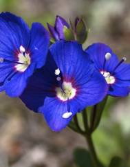 Veronica fruticans subesp. fruticans