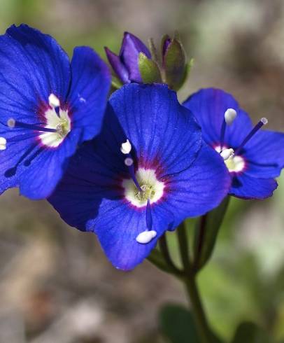 Fotografia de capa Veronica fruticans subesp. fruticans - do Jardim Botânico