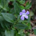 Fotografia 9 da espécie Vinca major subesp. major do Jardim Botânico UTAD