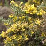 Fotografia 14 da espécie Ulex europaeus subesp. europaeus do Jardim Botânico UTAD