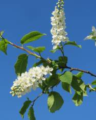 Fotografia da espécie Prunus padus subesp. padus