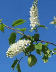 Prunus padus subesp. padus