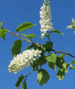 Fotografia da espécie Prunus padus