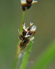 Fotografia da espécie Luzula multiflora subesp. multiflora