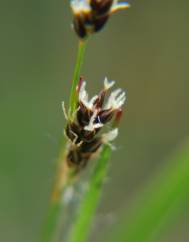 Luzula multiflora subesp. multiflora