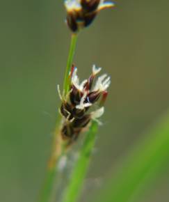 Fotografia da espécie Luzula multiflora