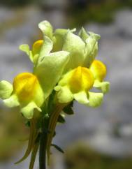 Linaria supina subesp. supina