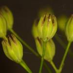 Fotografia 6 da espécie Crepis capillaris var. capillaris do Jardim Botânico UTAD