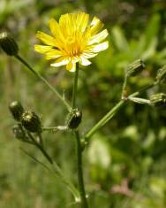 Fotografia da espécie Crepis capillaris var. capillaris