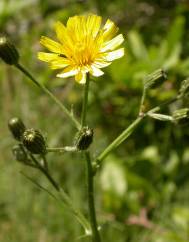 Crepis capillaris var. capillaris