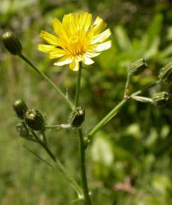 Fotografia da espécie Crepis capillaris