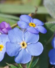 Fotografia da espécie Myosotis arvensis subesp. arvensis