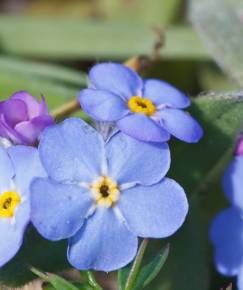 Fotografia da espécie Myosotis arvensis