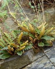 Fotografia da espécie Asplenium ceterach