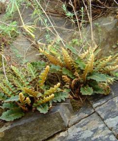 Fotografia da espécie Asplenium ceterach