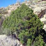 Fotografia 1 da espécie Juniperus phoenicea subesp. phoenicea do Jardim Botânico UTAD