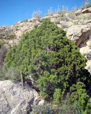 Fotografia da espécie Juniperus phoenicea subesp. phoenicea