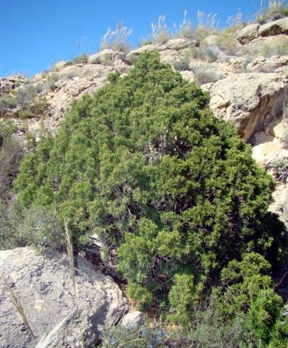 Fotografia de capa Juniperus phoenicea subesp. phoenicea - do Jardim Botânico