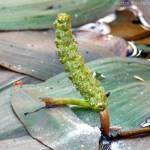 Fotografia 1 da espécie Potamogeton nodosus subesp. nodosus var. nodosus do Jardim Botânico UTAD