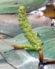 Fotografia da espécie Potamogeton nodosus subesp. nodosus var. nodosus