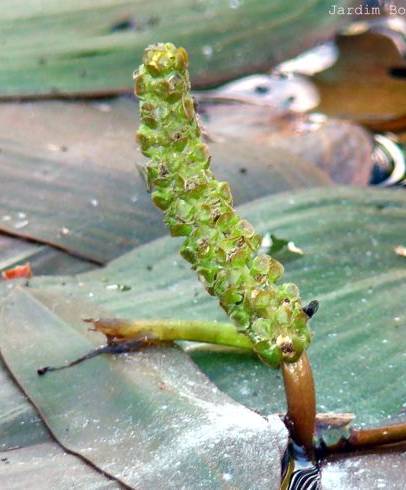 Fotografia de capa Potamogeton nodosus subesp. nodosus var. nodosus - do Jardim Botânico