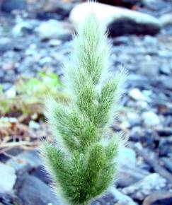 Fotografia da espécie Polypogon viridis