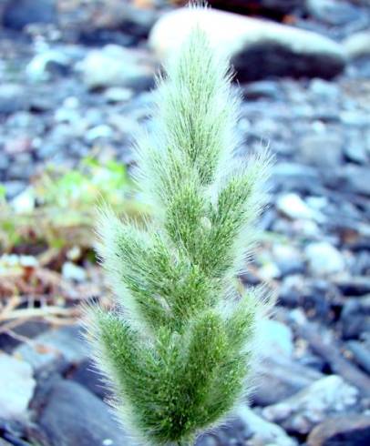 Fotografia de capa Polypogon viridis - do Jardim Botânico