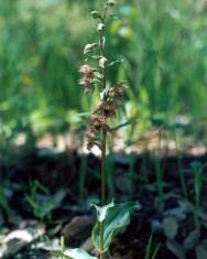 Fotografia da espécie Epipactis lusitanica