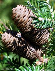 Abies koreana