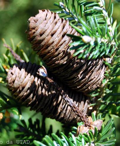 Fotografia de capa Abies koreana - do Jardim Botânico