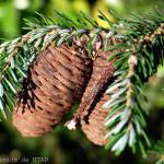 Fotografia 3 da espécie Abies koreana do Jardim Botânico UTAD