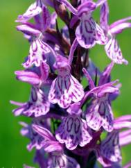 Dactylorhiza caramulensis