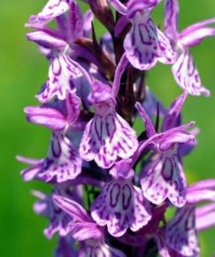 Fotografia da espécie Dactylorhiza caramulensis