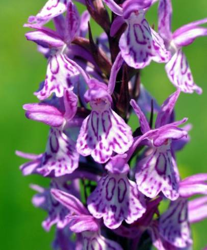 Fotografia de capa Dactylorhiza caramulensis - do Jardim Botânico