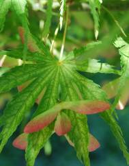 Acer palmatum