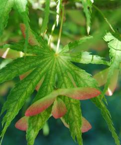 Fotografia da espécie Acer palmatum