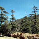 Fotografia 1 da espécie Cedrus atlantica do Jardim Botânico UTAD