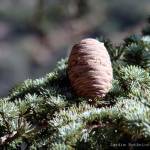 Fotografia 5 da espécie Cedrus atlantica do Jardim Botânico UTAD