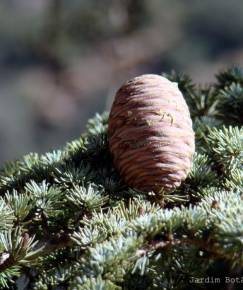 Fotografia da espécie Cedrus atlantica