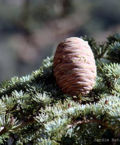 Fotografia de capa Cedrus atlantica - do Jardim Botânico