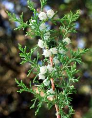 Cupressus lusitanica