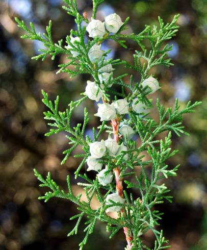 Fotografia de capa Cupressus lusitanica - do Jardim Botânico