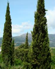 Fotografia da espécie Cupressus sempervirens