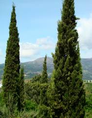 Cupressus sempervirens