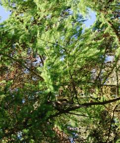 Fotografia da espécie Larix decidua