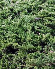 Fotografia da espécie Juniperus sabina var. tamariscifolia