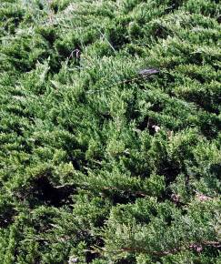 Fotografia da espécie Juniperus sabina