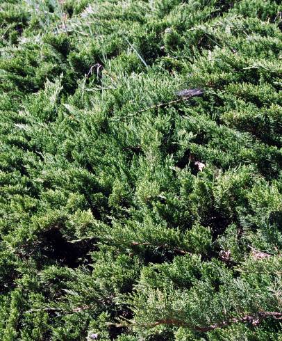 Fotografia de capa Juniperus sabina var. tamariscifolia - do Jardim Botânico